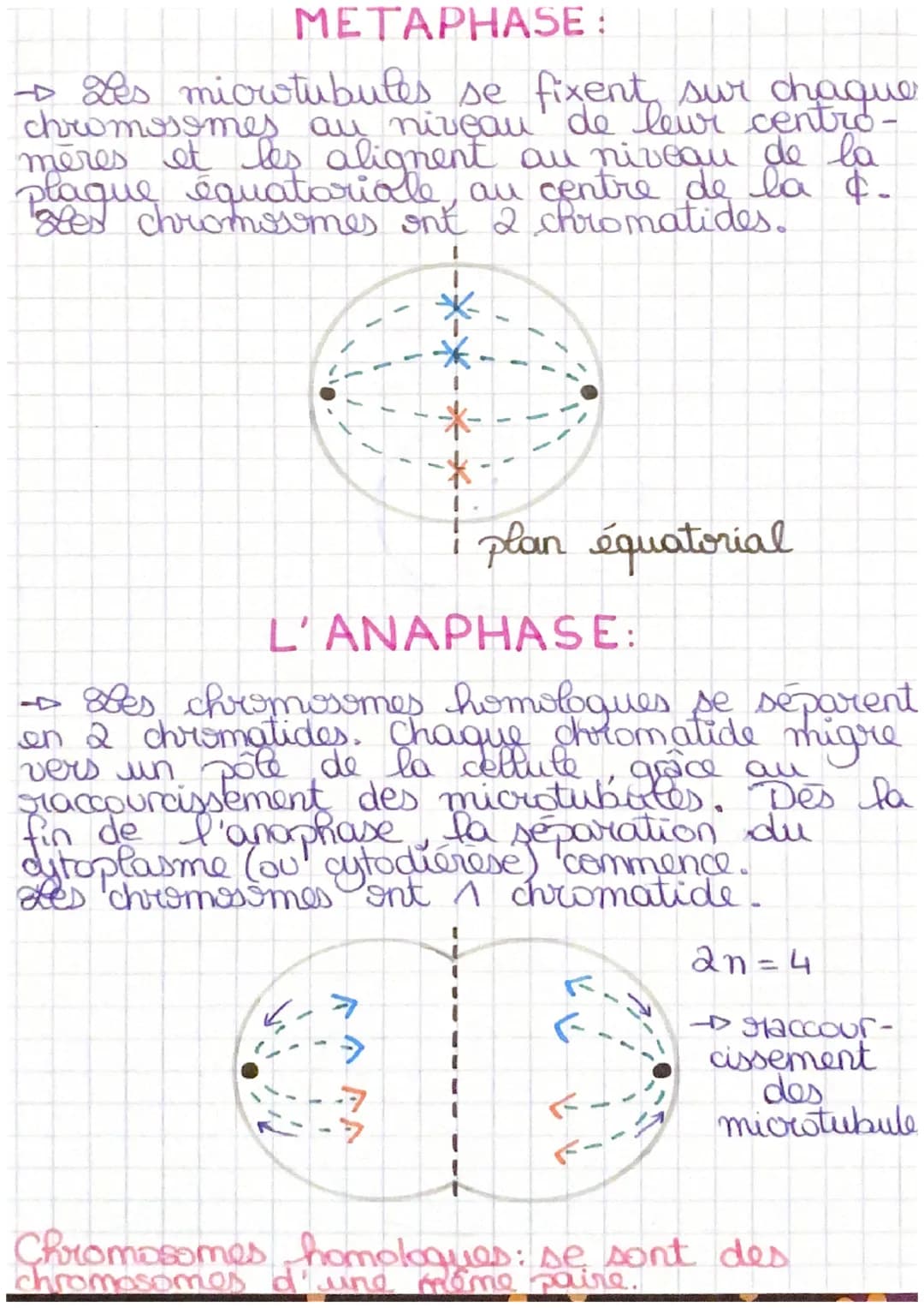 La mitose
L'INTERPHASE:
+ C'est la période de repos entre 2
mitoses: I'ADN est décondense (c'est de
la chromatine), les chromosomes ne sont

