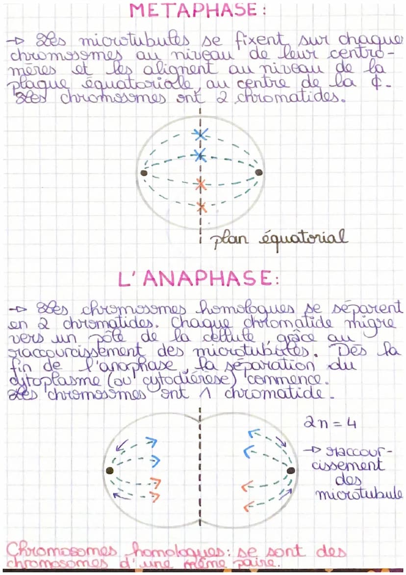La mitose
L'INTERPHASE:
+ C'est la période de repos entre 2
mitoses: I'ADN est décondense (c'est de
la chromatine), les chromosomes ne sont
