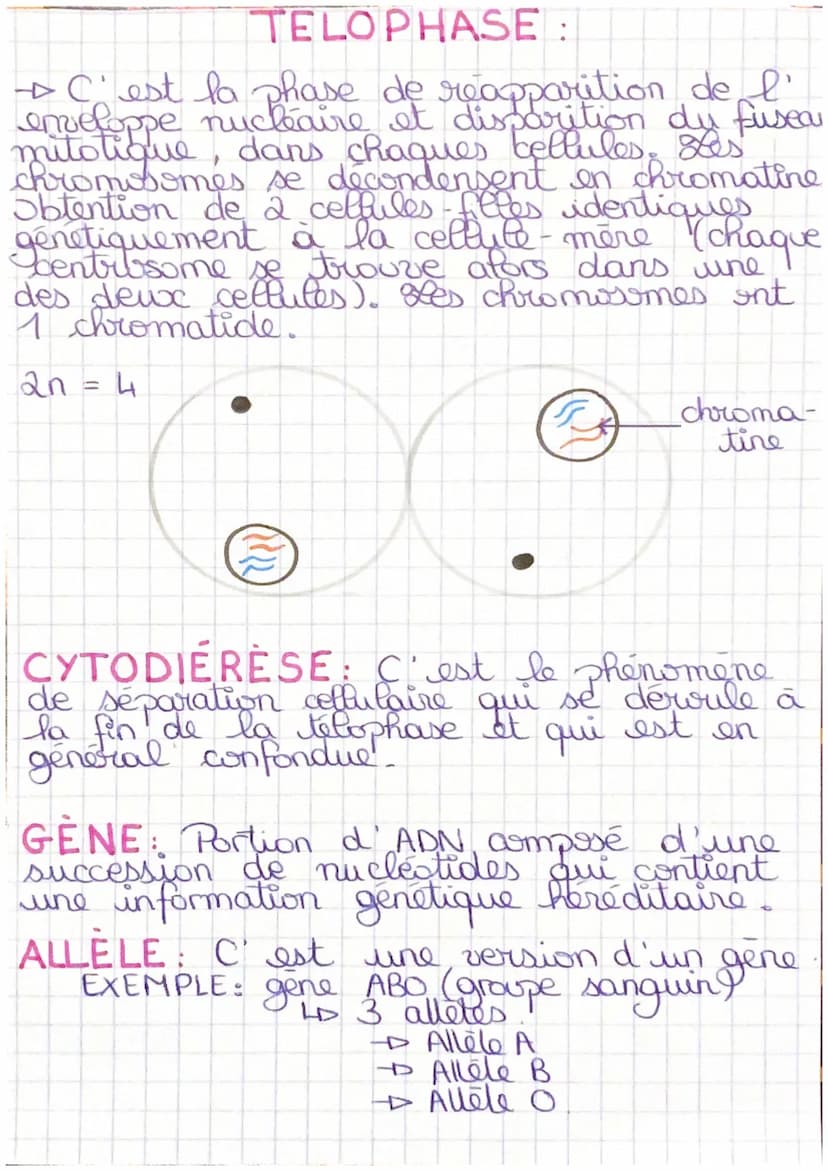 La mitose
L'INTERPHASE:
+ C'est la période de repos entre 2
mitoses: I'ADN est décondense (c'est de
la chromatine), les chromosomes ne sont
