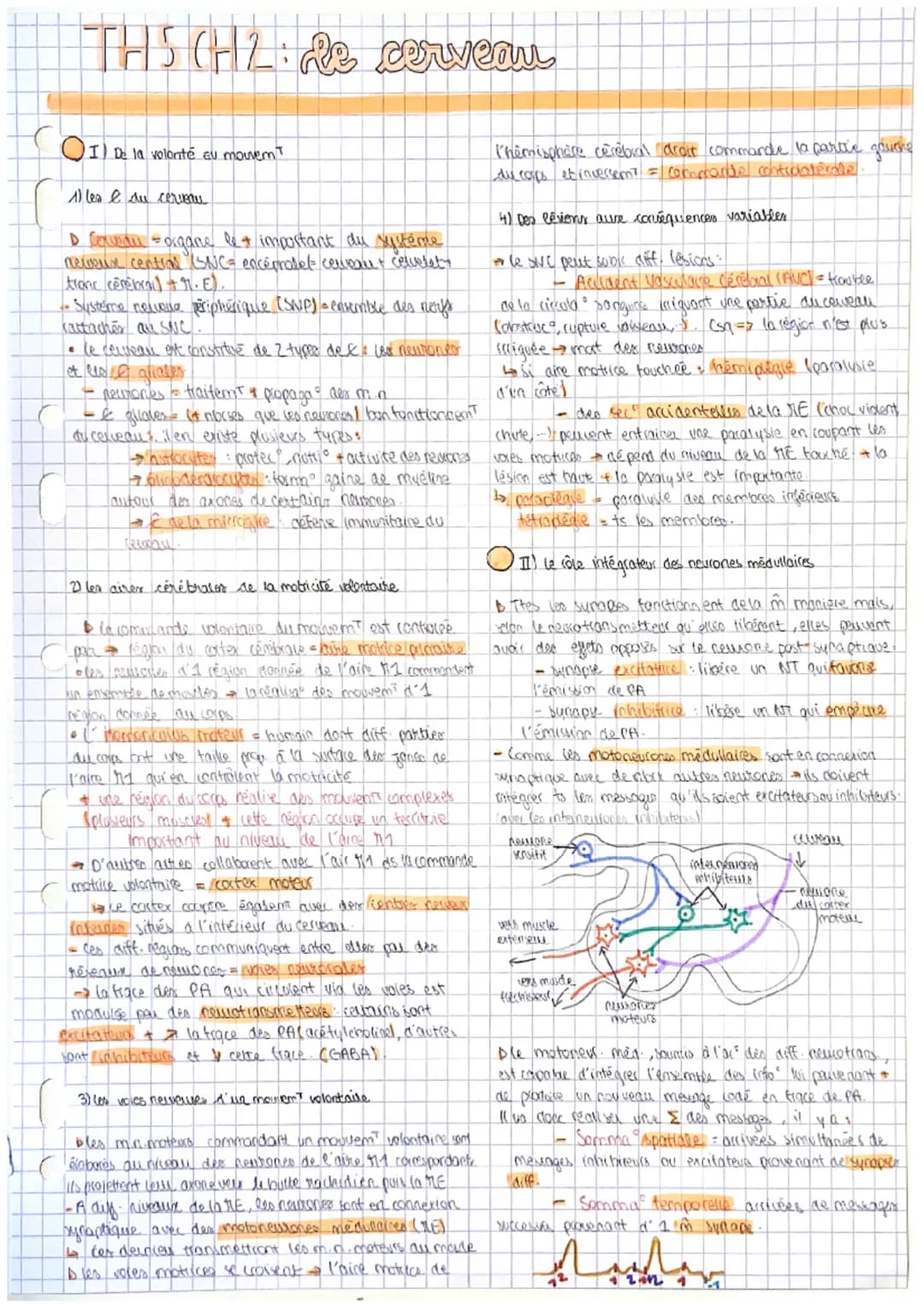 THS (H2 : 232 cerveau
de
OI) De la volonté au mouvem t
1) les e du cerveau
D Cerveau = organe le + important du système
neweux central (SNC=
