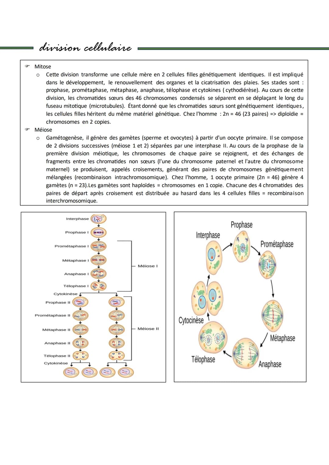 Cellule
Cellule
G
G
Introduction
Tous les organismes vivants sont constitués de cellules, les cellules étant la plus petite unité structurel