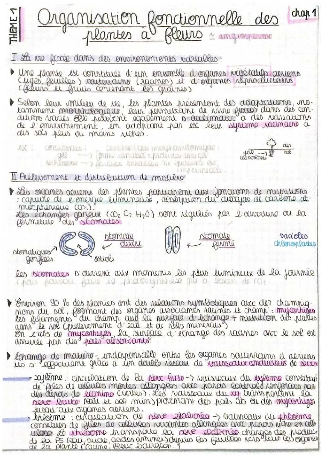 Organisation Fonctionnelle des Plantes à Fleurs PDF - Schéma, Exercices et Révision