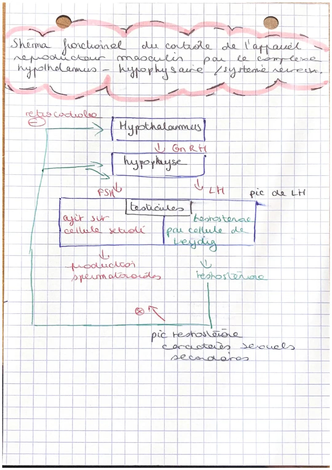 partie 1

Aucleation

L'appareil repoducteur forctione grâce à
havesitif Maduciendocufonctionne
un
ferit intervenir l'hypothalamus, I hypoph
