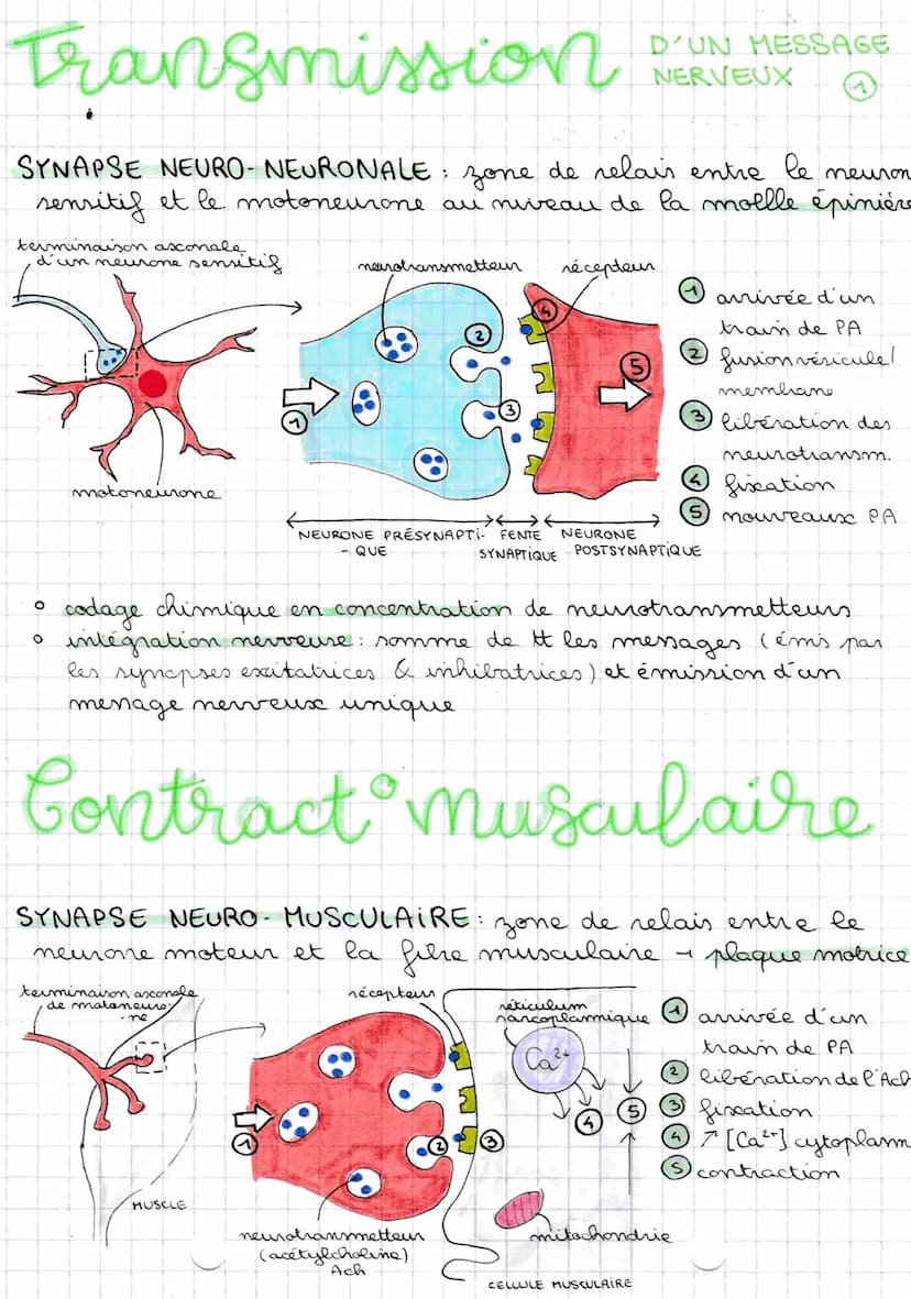 14101123
substance
elanche
LES
réflexes
Le réflexe myotatique
DEF. contraction involontaire d'un muscle en réponse
à son propre étirement
su