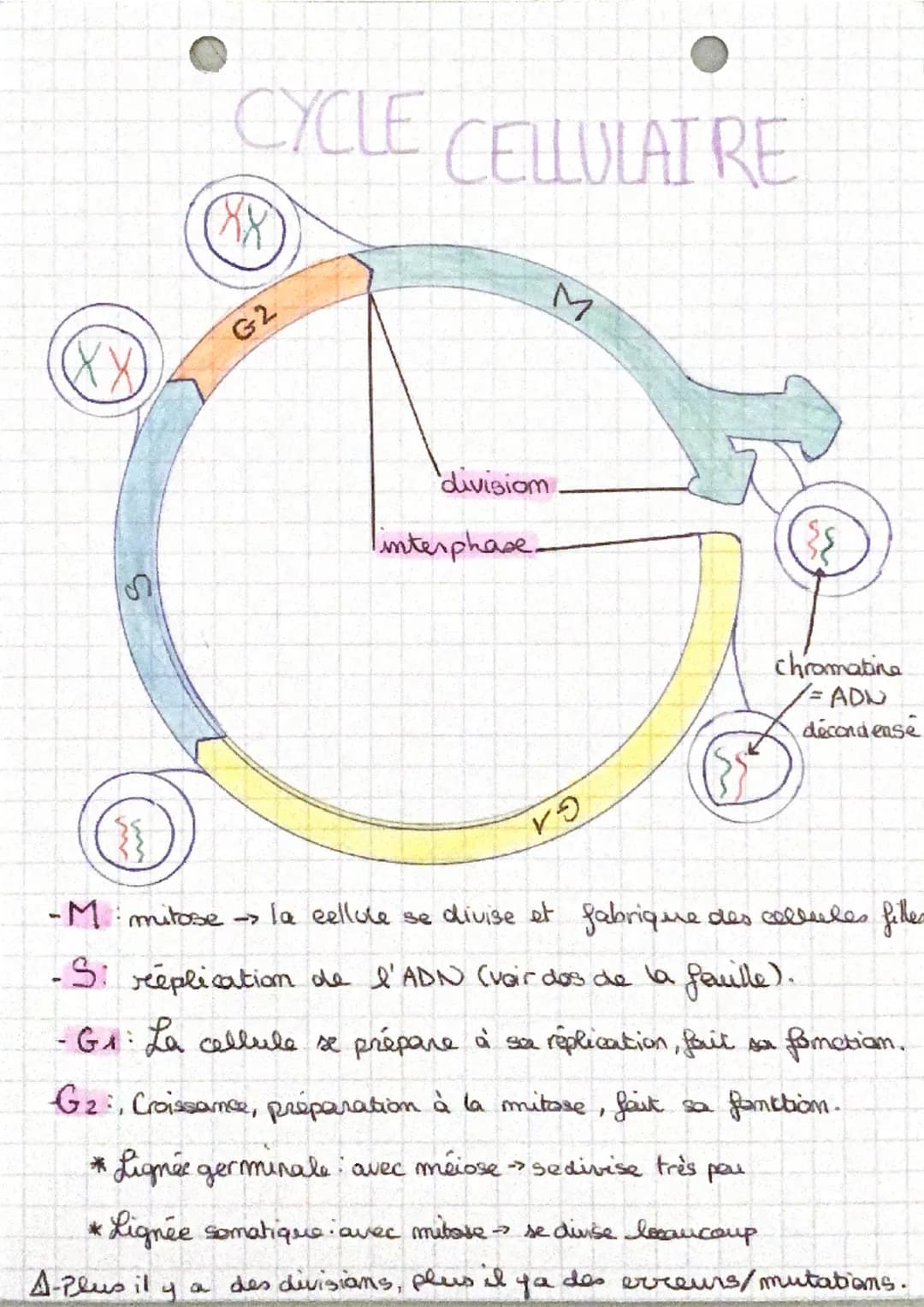CYCLE
*
XX
G2
CELLULAI RE
divisiom
Tinterphase-
VO
chromatine
= ADU
-M mitose -> la cellule se divise et fabrique des cellules filles
-S: re