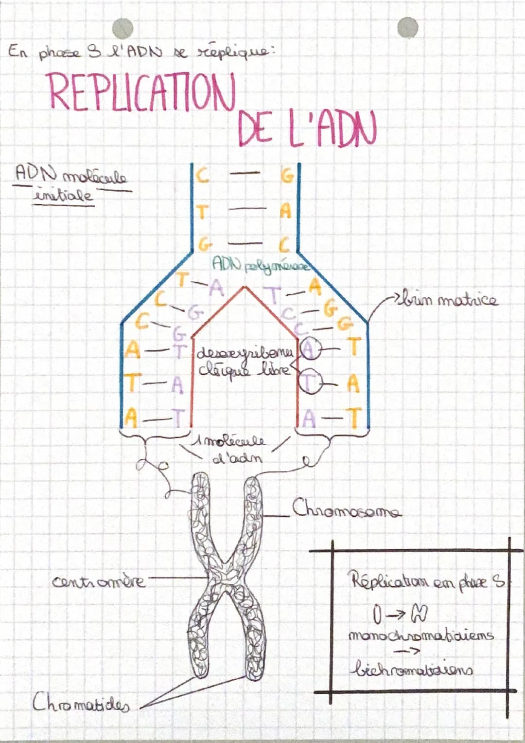 CYCLE
*
XX
G2
CELLULAI RE
divisiom
Tinterphase-
VO
chromatine
= ADU
-M mitose -> la cellule se divise et fabrique des cellules filles
-S: re
