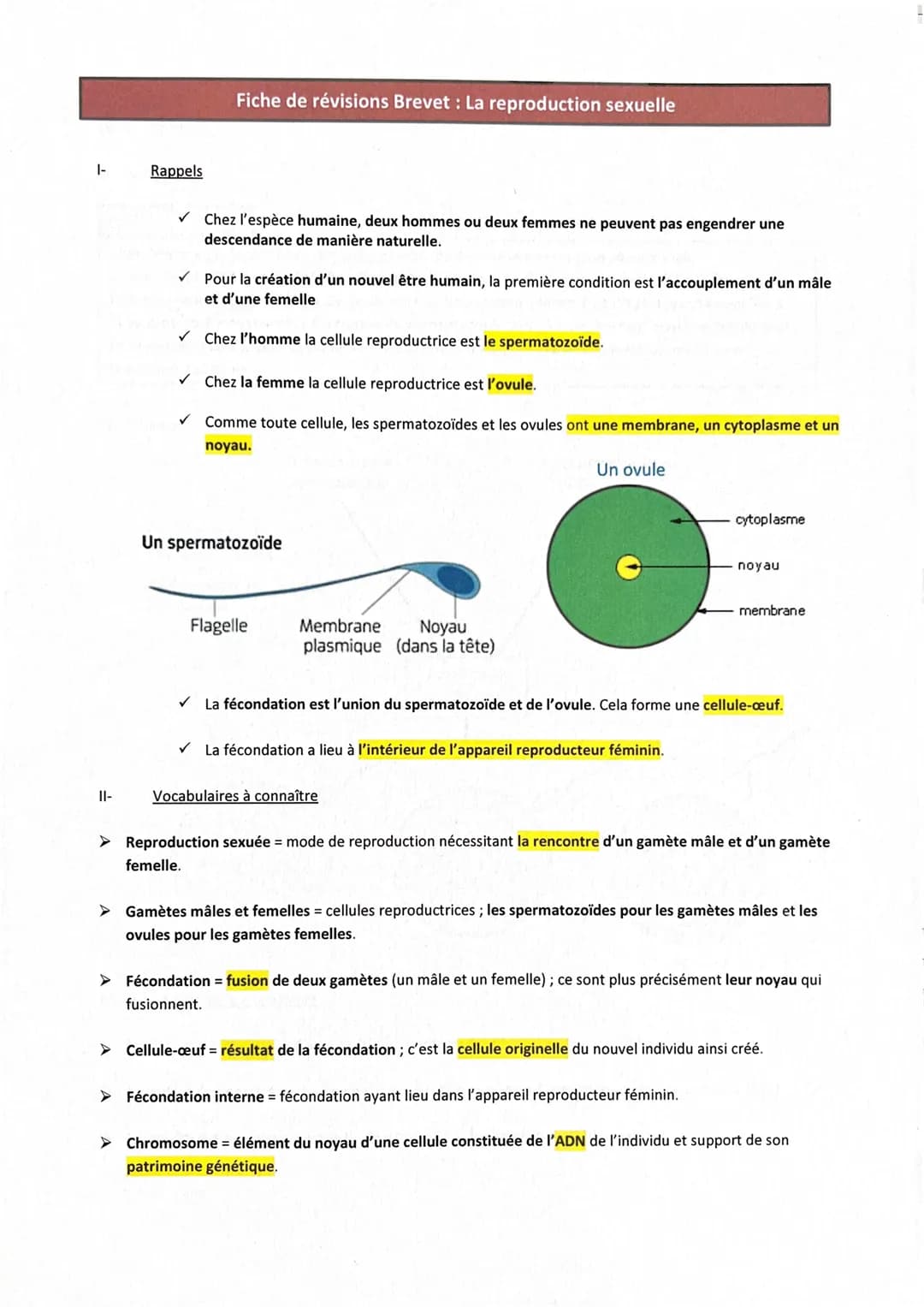 1-
||-
Rappels
✓
✓
Fiche de révisions Brevet: La reproduction sexuelle
Chez l'espèce humaine, deux hommes ou deux femmes ne peuvent pas enge