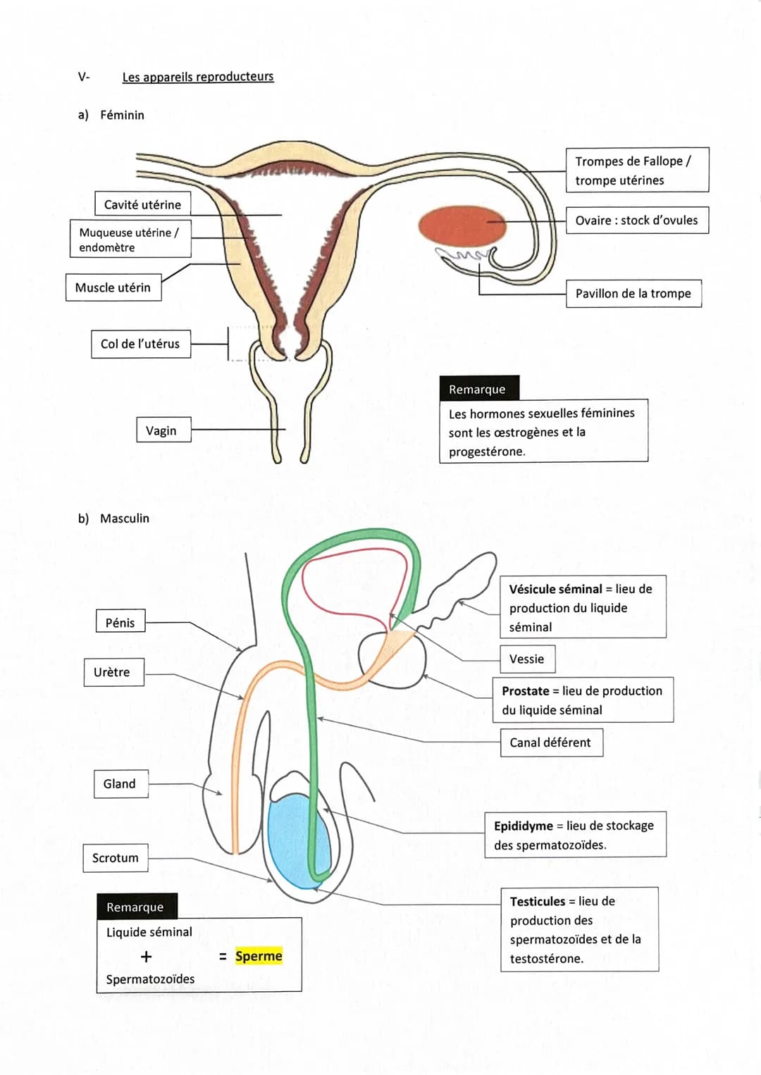 1-
||-
Rappels
✓
✓
Fiche de révisions Brevet: La reproduction sexuelle
Chez l'espèce humaine, deux hommes ou deux femmes ne peuvent pas enge