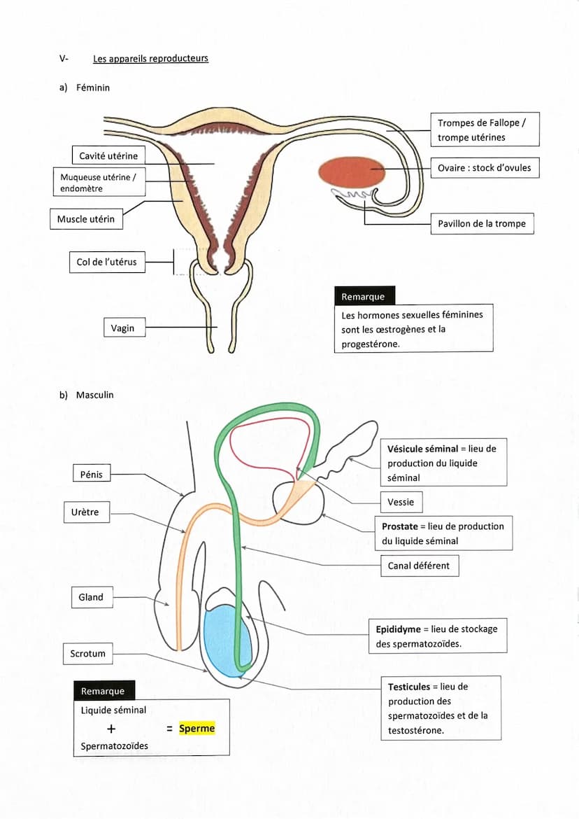1-
||-
Rappels
✓
✓
Fiche de révisions Brevet: La reproduction sexuelle
Chez l'espèce humaine, deux hommes ou deux femmes ne peuvent pas enge