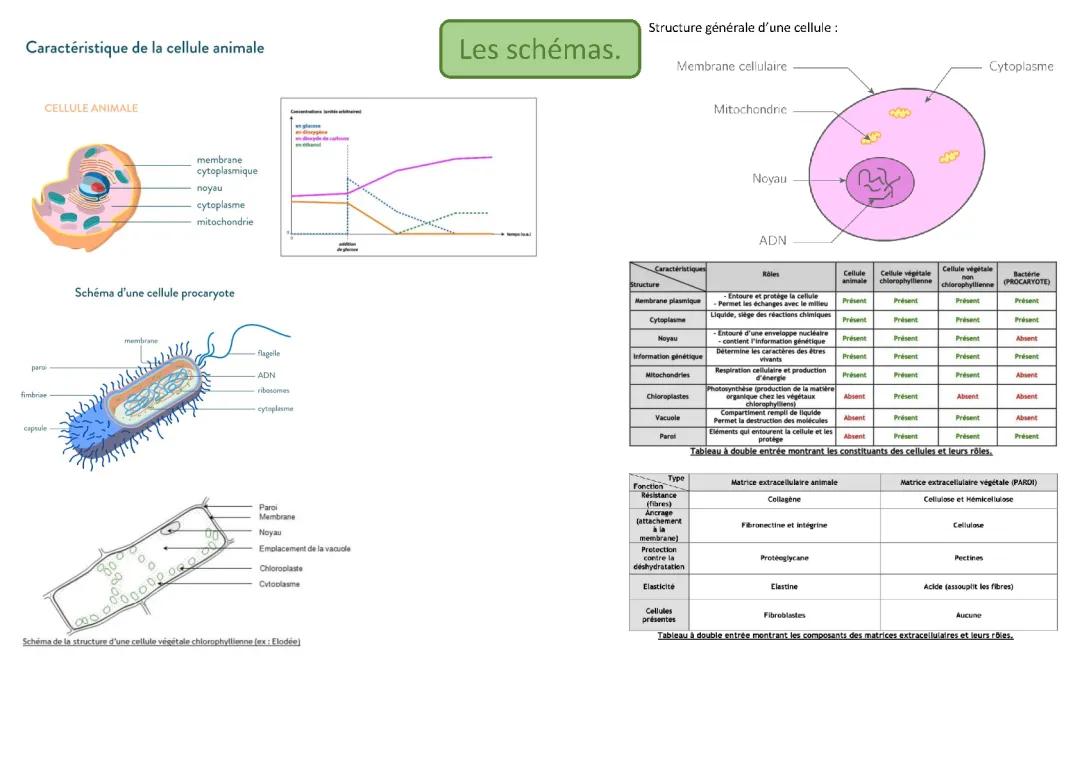 Schéma Simple: Différences et Ressemblances des Cellules Animale et Végétale