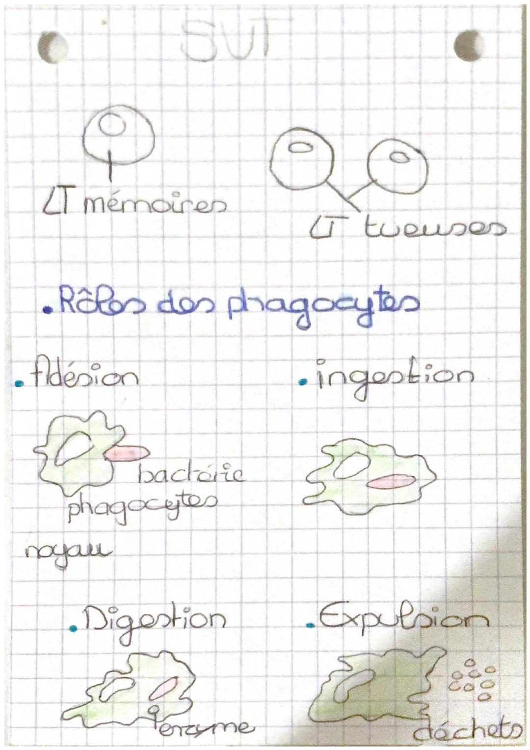 SUT

LT mémoires

tueuses.

• Rôles des phagocytes

Aldésion


bactérie
phagocytes

noyau

•Digestion

Penzyme

• ingestion


• Expulsion

d