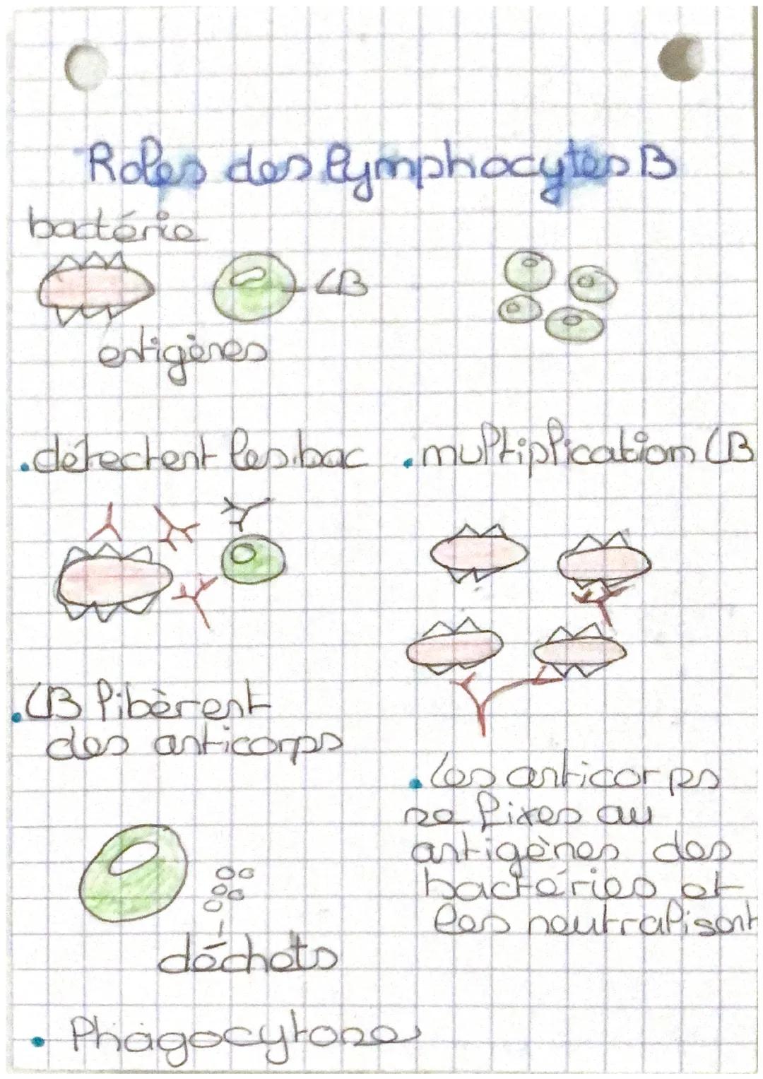 SUT

LT mémoires

tueuses.

• Rôles des phagocytes

Aldésion


bactérie
phagocytes

noyau

•Digestion

Penzyme

• ingestion


• Expulsion

d