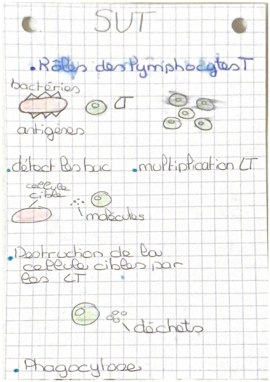 SUT

LT mémoires

tueuses.

• Rôles des phagocytes

Aldésion


bactérie
phagocytes

noyau

•Digestion

Penzyme

• ingestion


• Expulsion

d