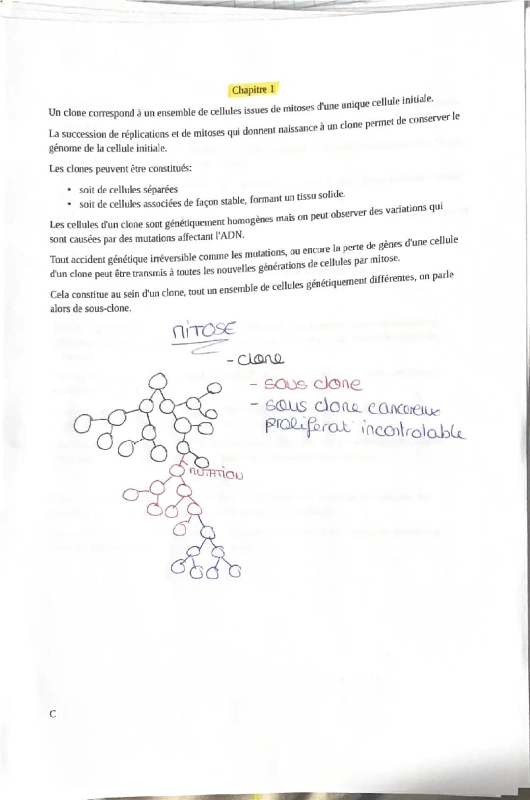 Chapitre 1
Un clone correspond à un ensemble de cellules issues de mitoses d'une unique cellule initiale.
La succession de réplications et d