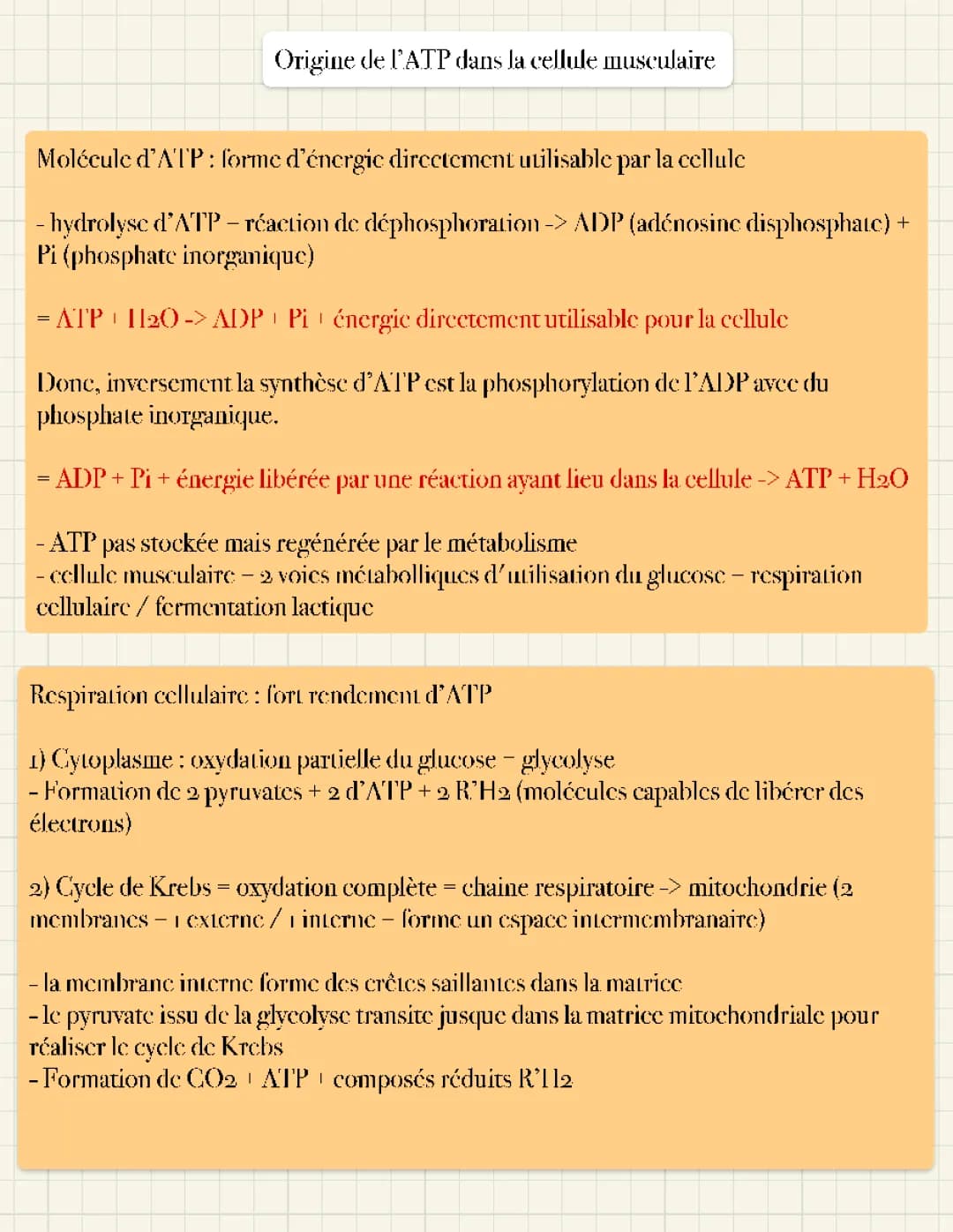 Production d'ATP : énergie cellulaire