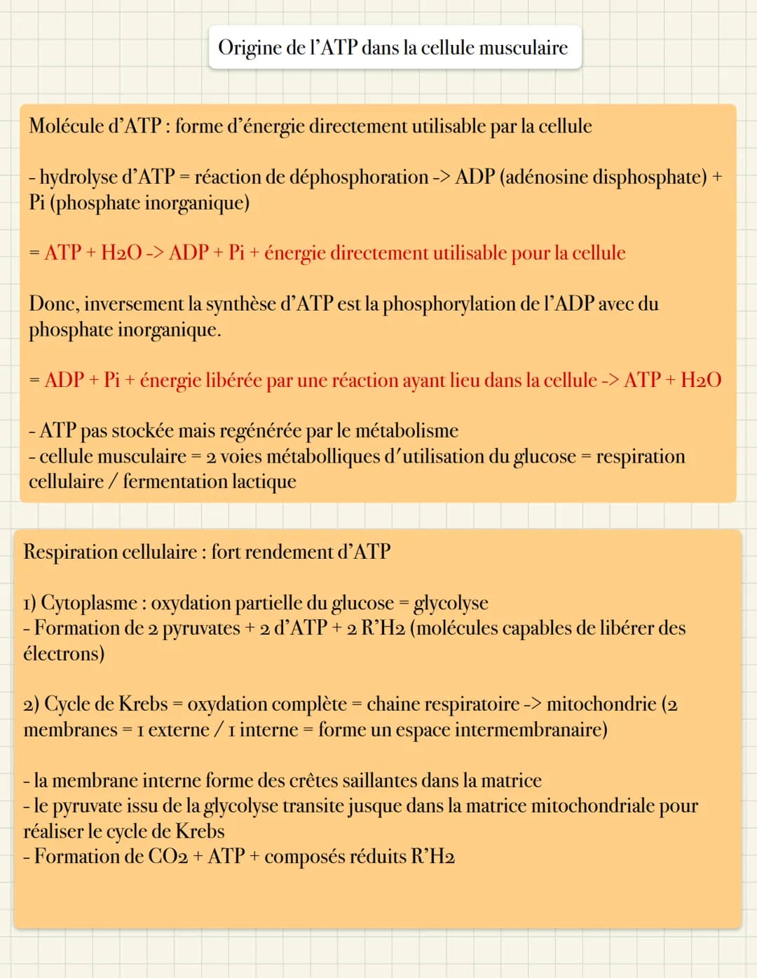 Origine de l'ATP dans la cellule musculaire
Molécule d'ATP : forme d'énergie directement utilisable par la cellule
- hydrolyse d'ATP = réact