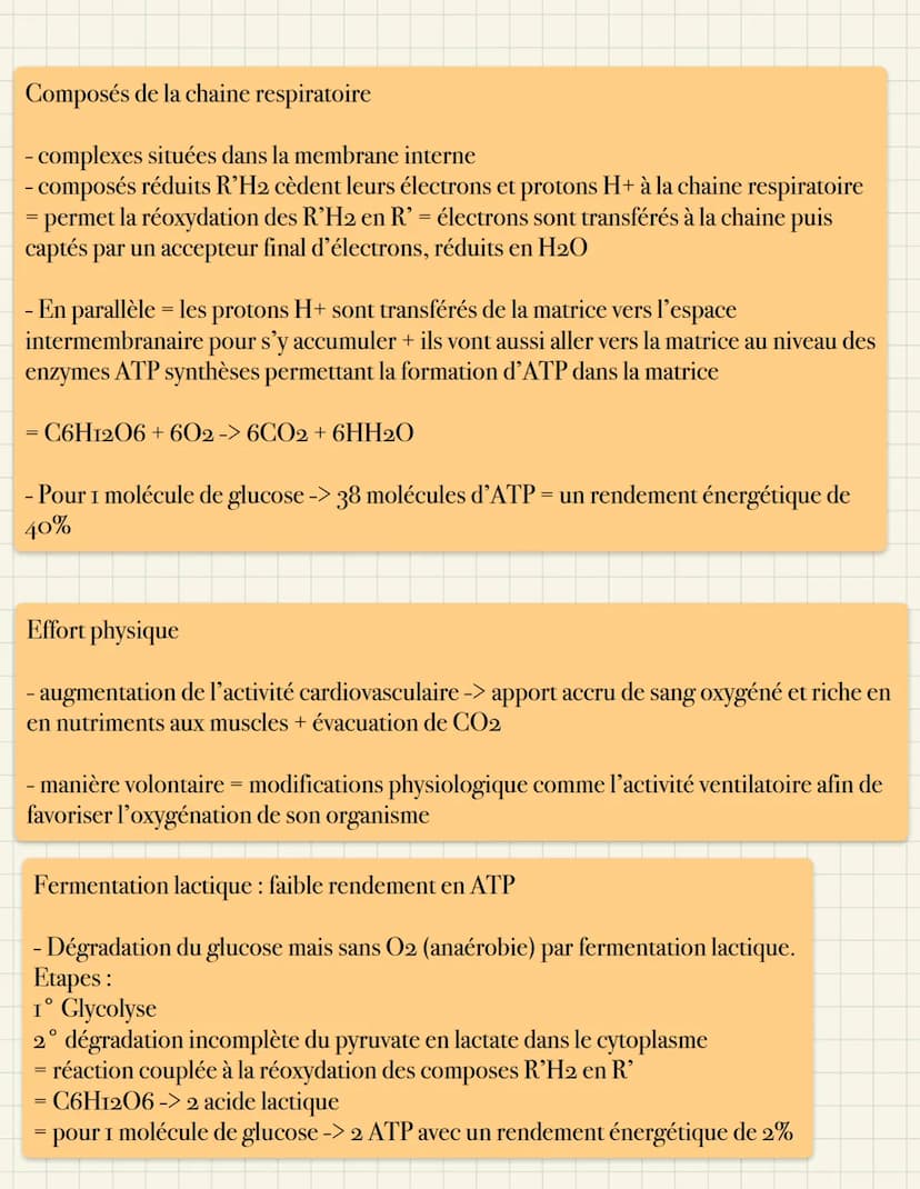 Origine de l'ATP dans la cellule musculaire
Molécule d'ATP : forme d'énergie directement utilisable par la cellule
- hydrolyse d'ATP = réact