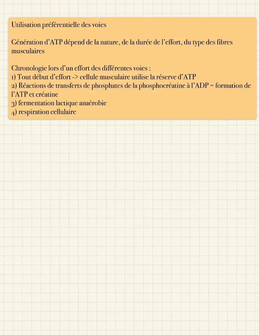 Origine de l'ATP dans la cellule musculaire
Molécule d'ATP : forme d'énergie directement utilisable par la cellule
- hydrolyse d'ATP = réact