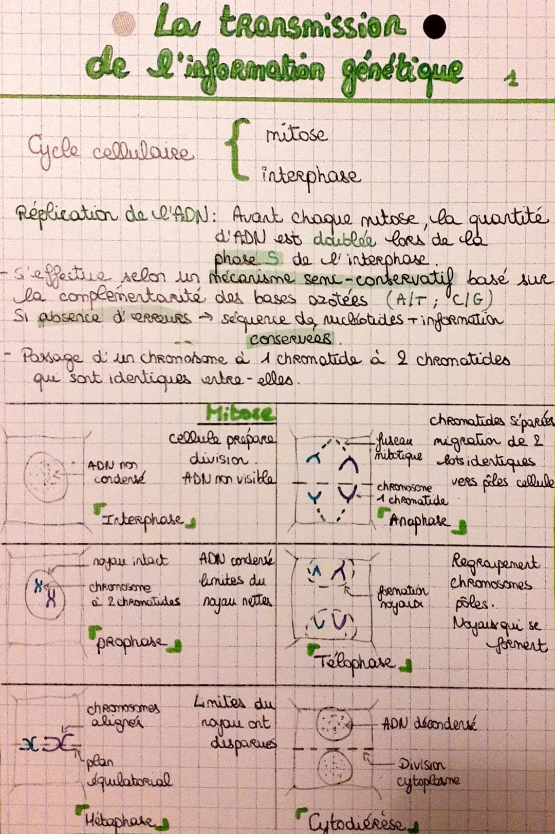 Cycle cellulaire {
mitose
interphase
Réplication de l'ADN: Avant chaque mitose, la quantité
d'ADN est doublée lors de la
phose S. de I' inte