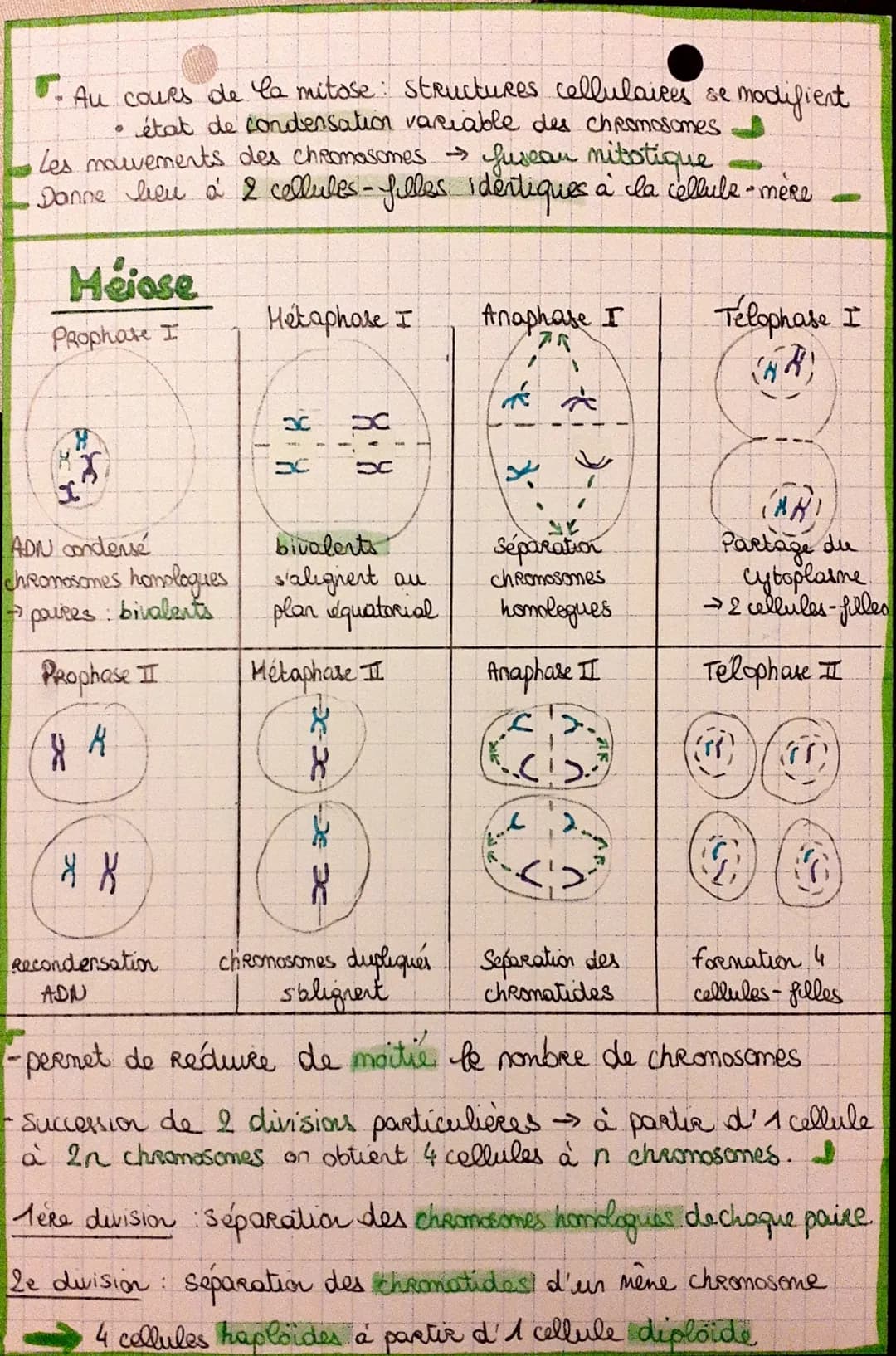 Cycle cellulaire {
mitose
interphase
Réplication de l'ADN: Avant chaque mitose, la quantité
d'ADN est doublée lors de la
phose S. de I' inte