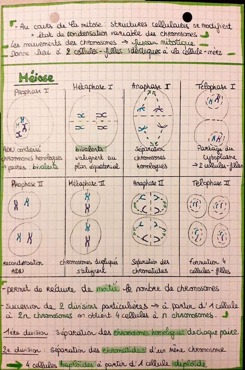 Cycle cellulaire {
mitose
interphase
Réplication de l'ADN: Avant chaque mitose, la quantité
d'ADN est doublée lors de la
phose S. de I' inte