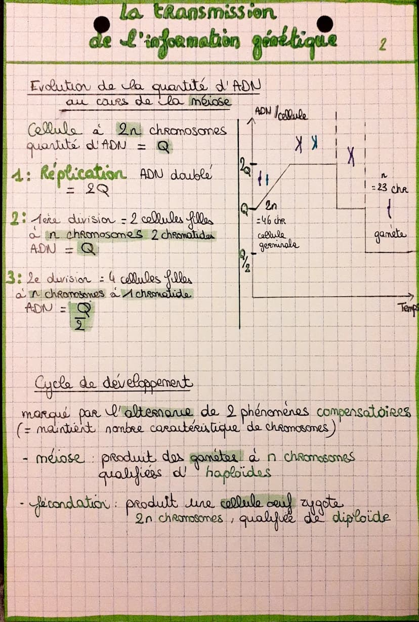 Cycle cellulaire {
mitose
interphase
Réplication de l'ADN: Avant chaque mitose, la quantité
d'ADN est doublée lors de la
phose S. de I' inte