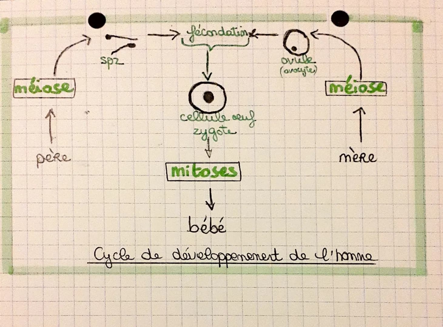 Cycle cellulaire {
mitose
interphase
Réplication de l'ADN: Avant chaque mitose, la quantité
d'ADN est doublée lors de la
phose S. de I' inte