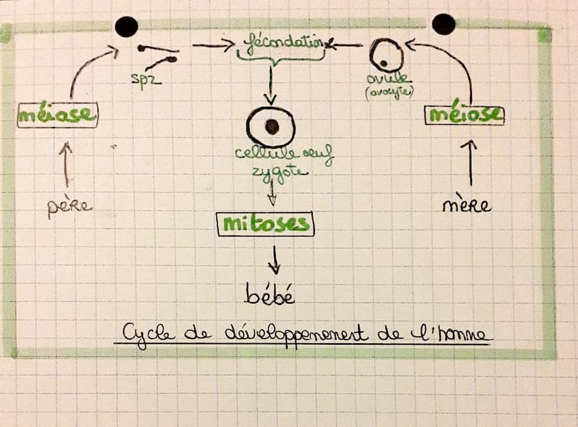 Cycle cellulaire {
mitose
interphase
Réplication de l'ADN: Avant chaque mitose, la quantité
d'ADN est doublée lors de la
phose S. de I' inte