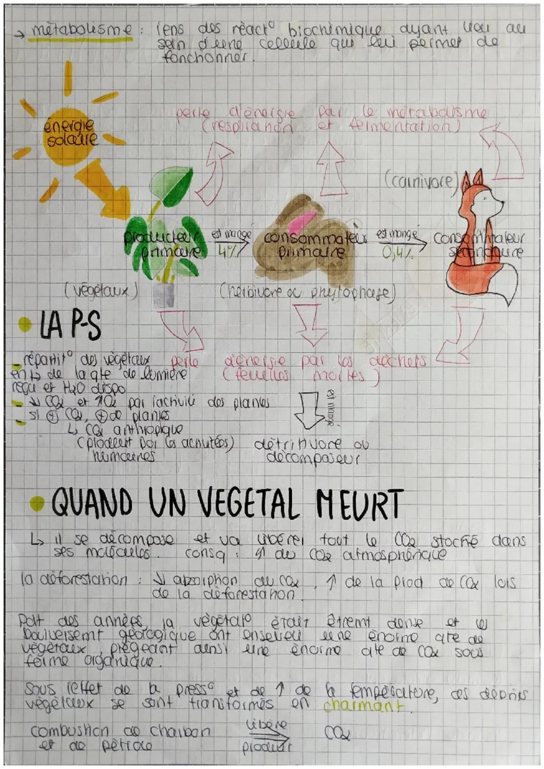 Chaypilline 6: la photosynthese
photosynthese
ENERGIE
CO₂
de
ens des reactions chimiques pe
aux vegetaux chlorophesień (
produire leur propr