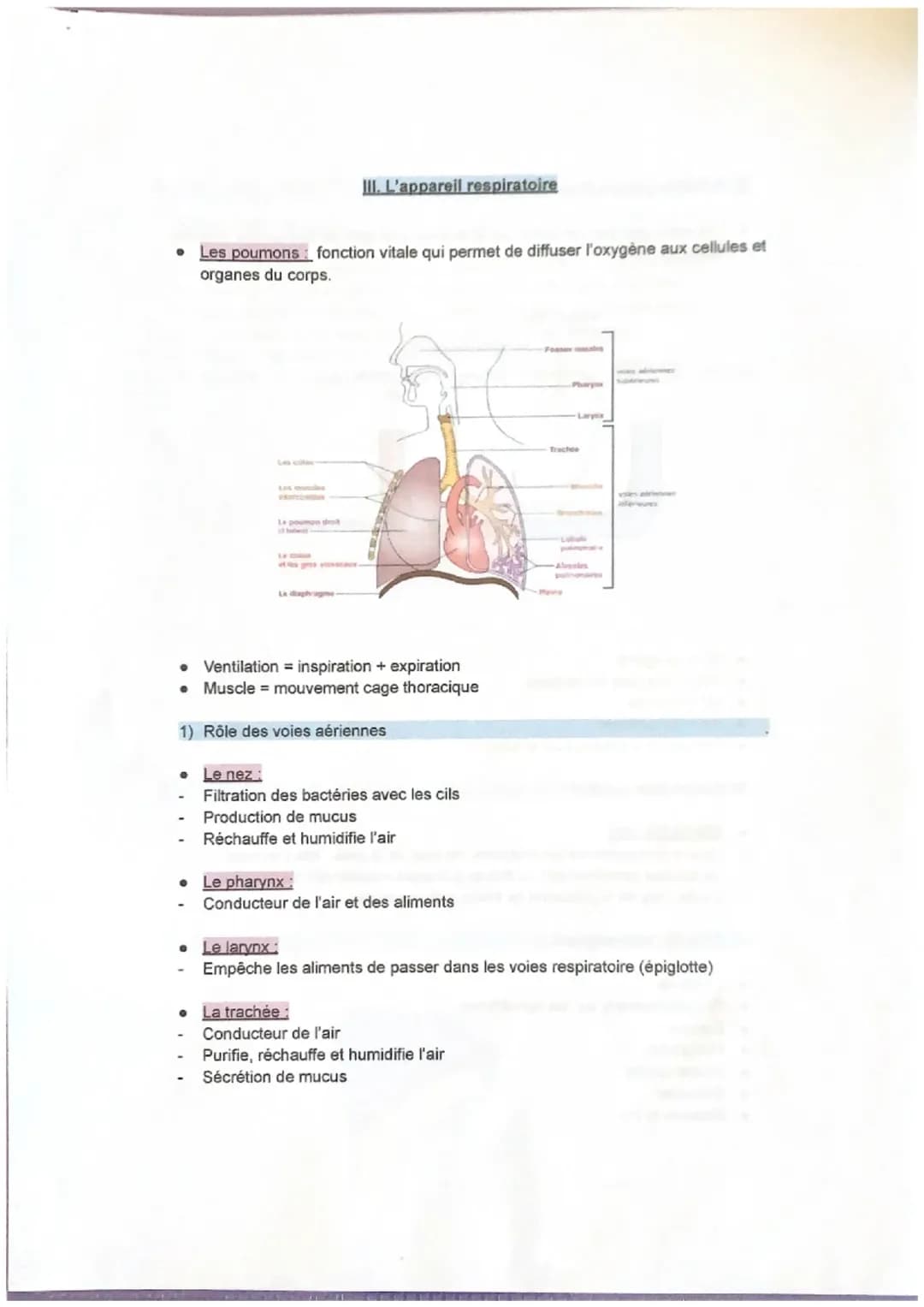 L’appareil respiratoire 