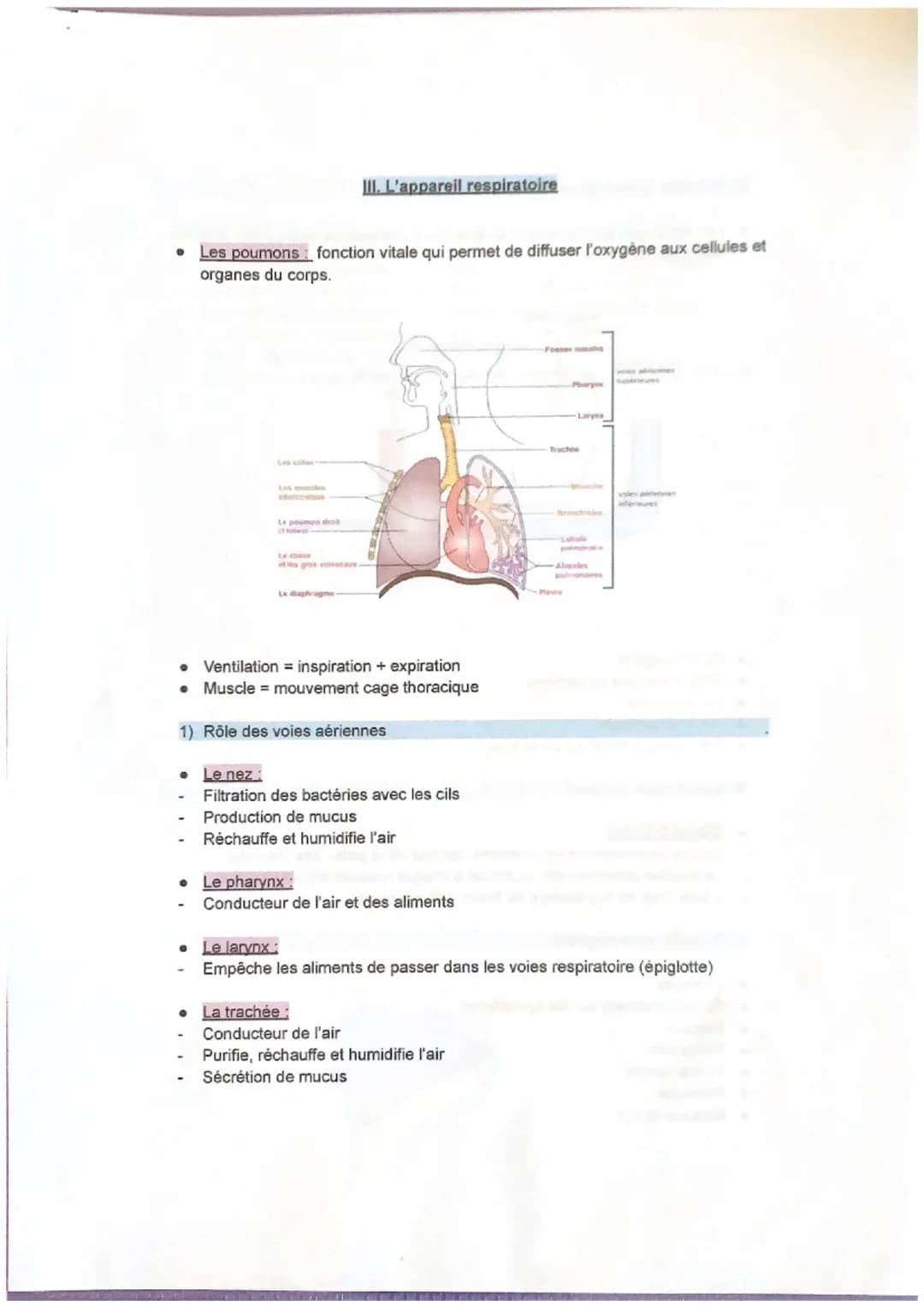 0
●
Les poumons fonction vitale qui permet de diffuser l'oxygène aux cellules et
organes du corps.
La poumon dok
●
III. L'appareil respirato