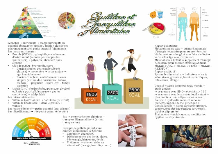 Know Fiche ST2S BPH : Équilibre et déséquilibre alimentaire  thumbnail