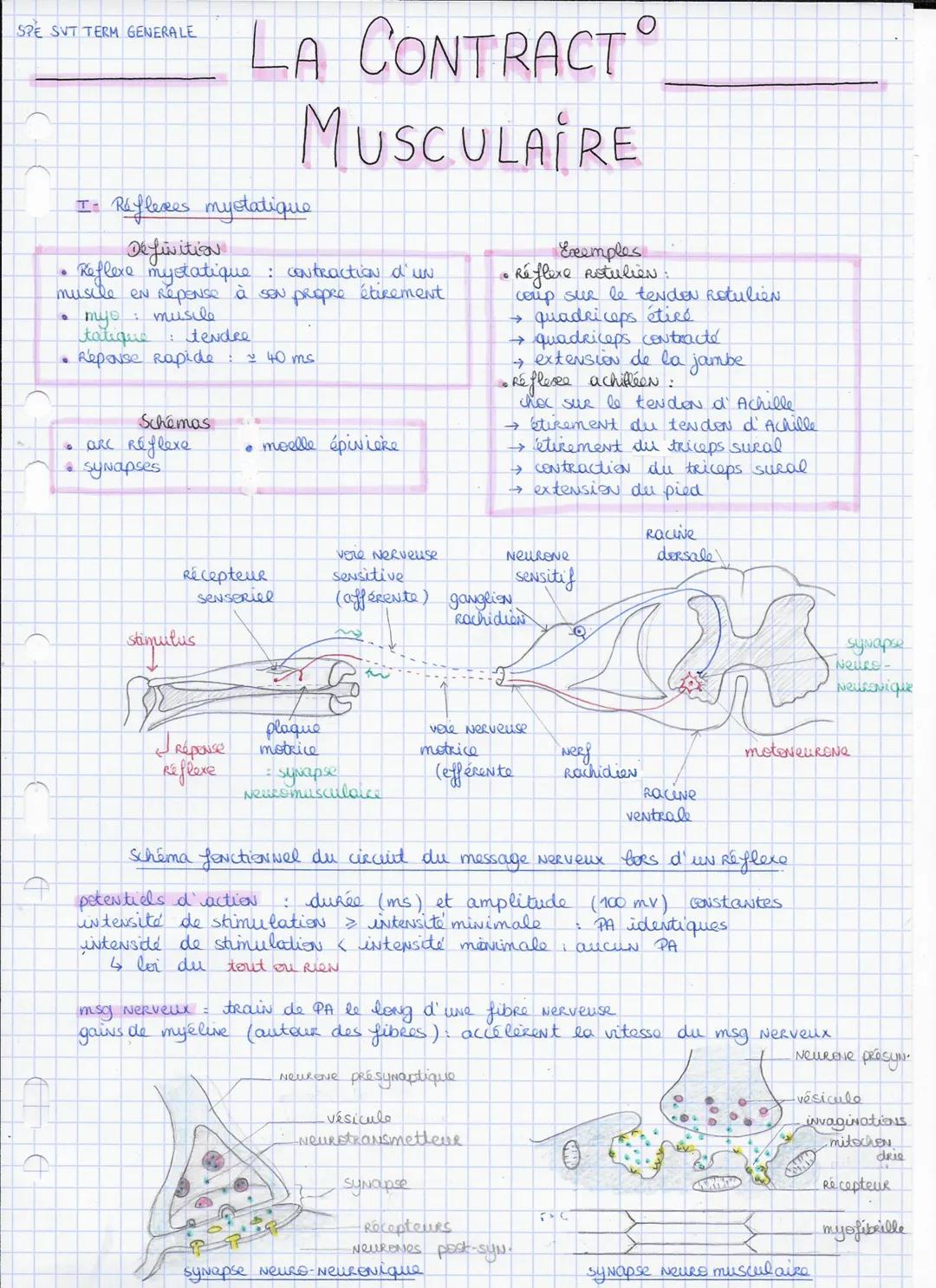 SPE SVT TERM GENERALE
# LA CONTRACT
# MUSCULAIRE
I- Réflexes mystatique
* Definition
* Reflexe mystatique contraction d'un
muscle en repense