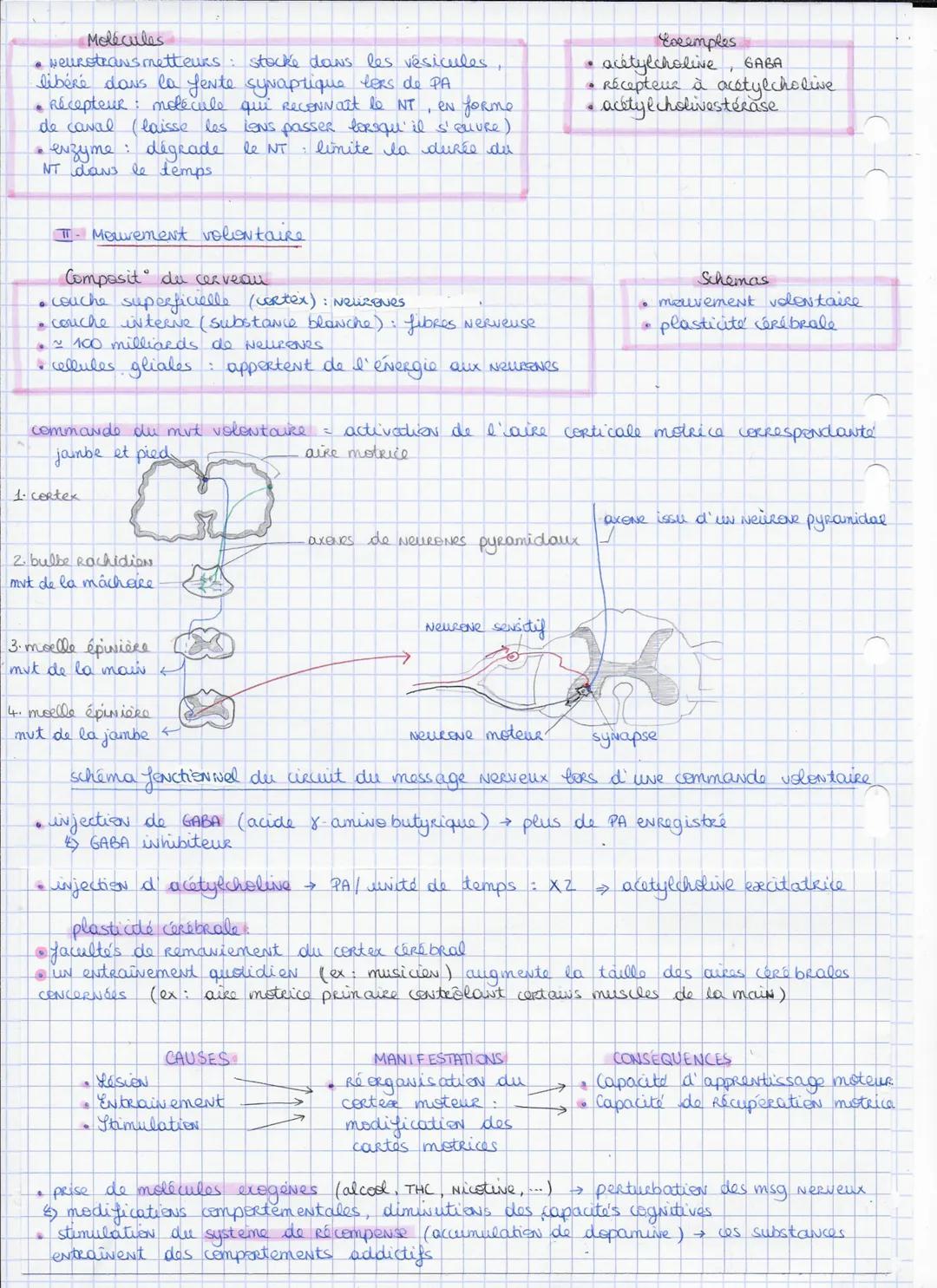 SPE SVT TERM GENERALE
# LA CONTRACT
# MUSCULAIRE
I- Réflexes mystatique
* Definition
* Reflexe mystatique contraction d'un
muscle en repense