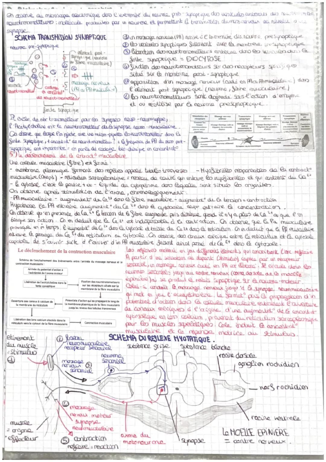 =
CORPS HUMAIN ET SANTEE
intro: pour faire face au perturbat" de son enormement l'organisme est capable des colopte
stress biologique le com