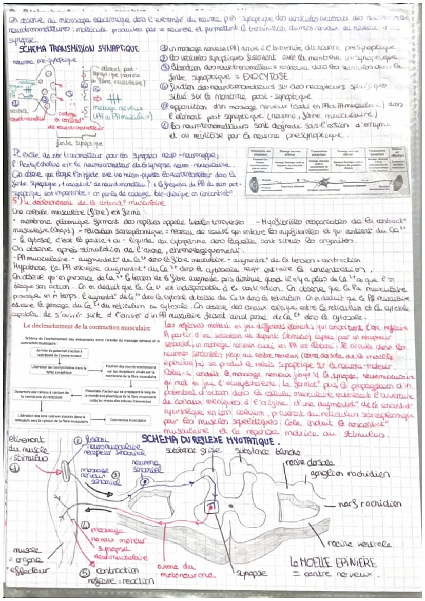 =
CORPS HUMAIN ET SANTEE
intro: pour faire face au perturbat" de son enormement l'organisme est capable des colopte
stress biologique le com