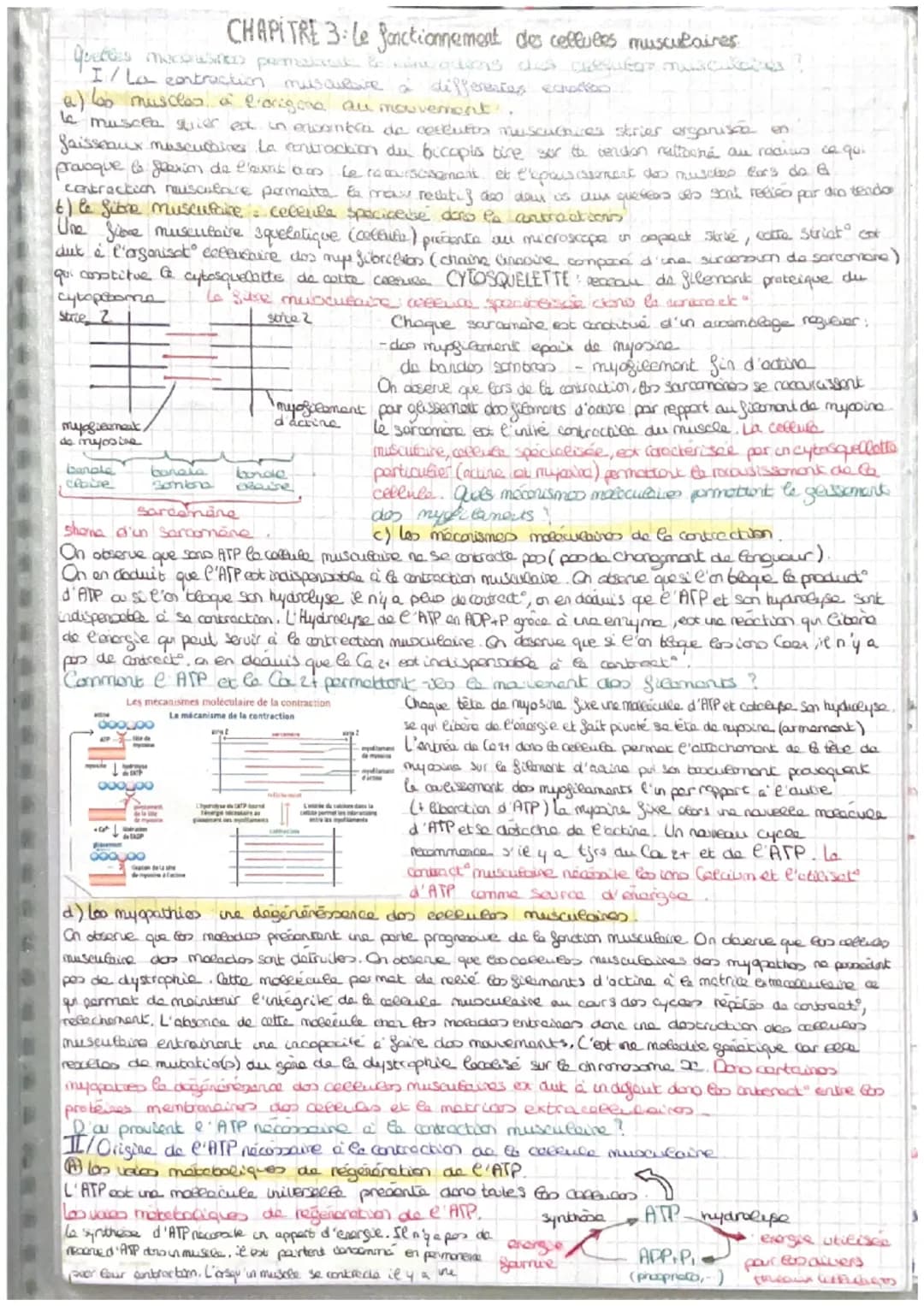 =
CORPS HUMAIN ET SANTEE
intro: pour faire face au perturbat" de son enormement l'organisme est capable des colopte
stress biologique le com