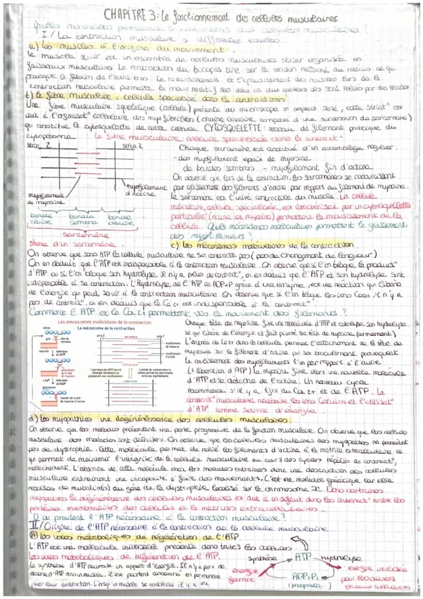 =
CORPS HUMAIN ET SANTEE
intro: pour faire face au perturbat" de son enormement l'organisme est capable des colopte
stress biologique le com