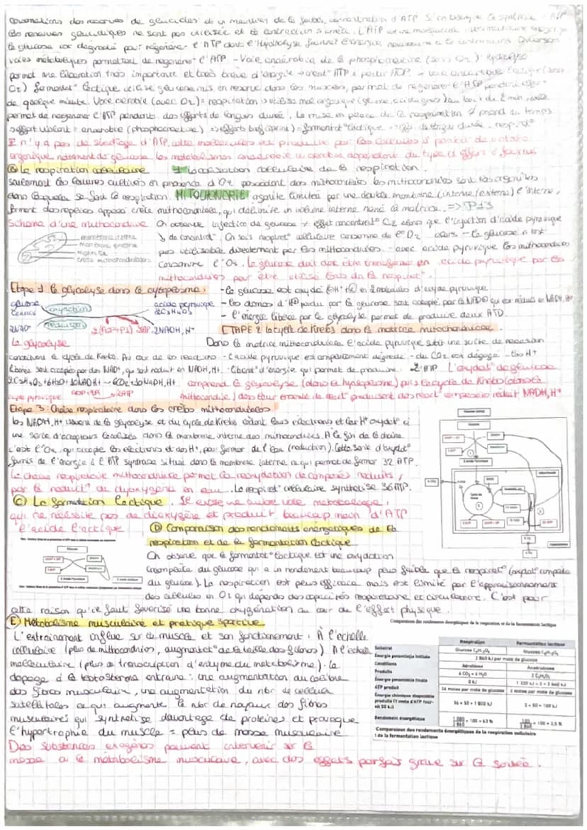 =
CORPS HUMAIN ET SANTEE
intro: pour faire face au perturbat" de son enormement l'organisme est capable des colopte
stress biologique le com