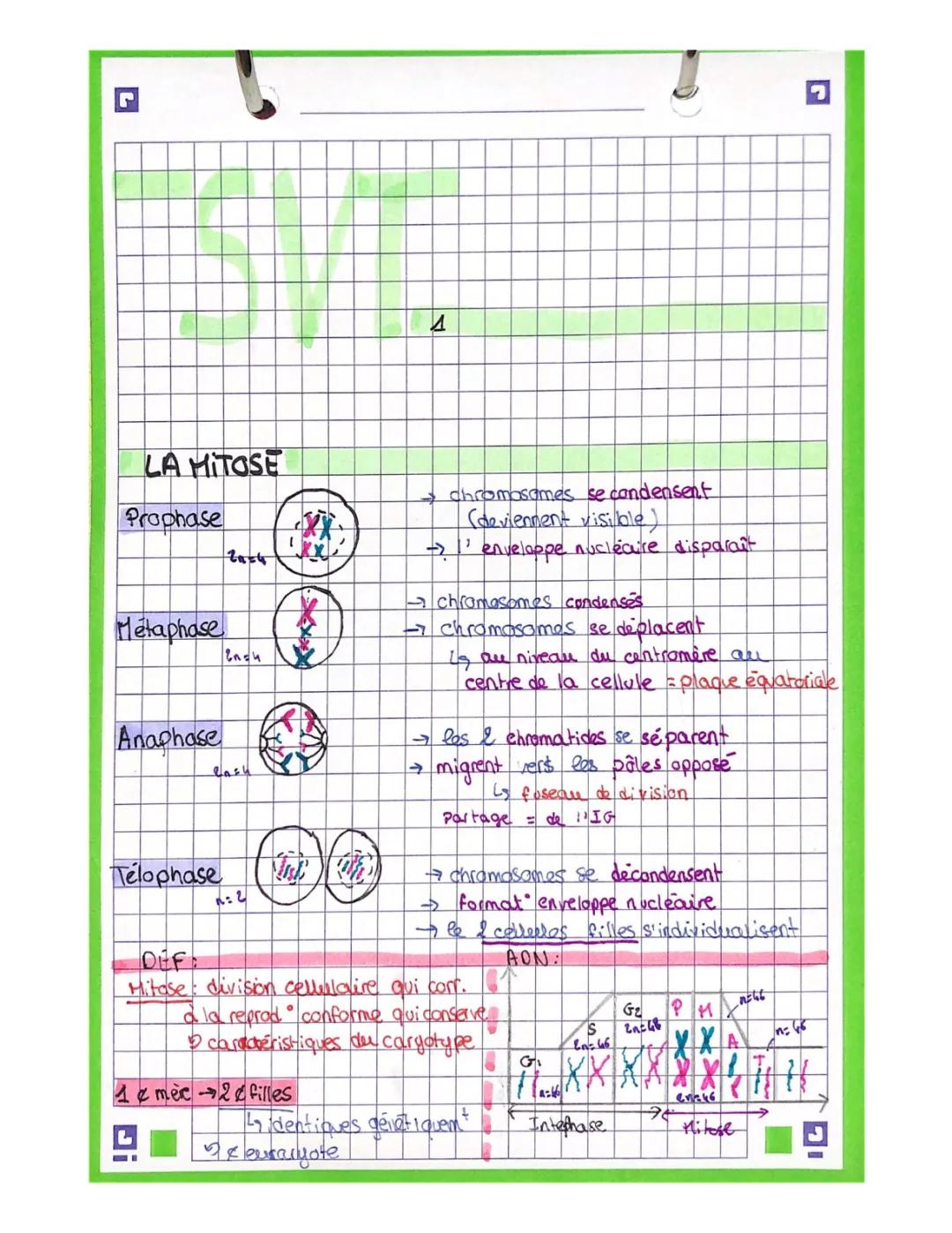 La Mitose et Méiose pour Enfants: Schémas et Exercices PDF