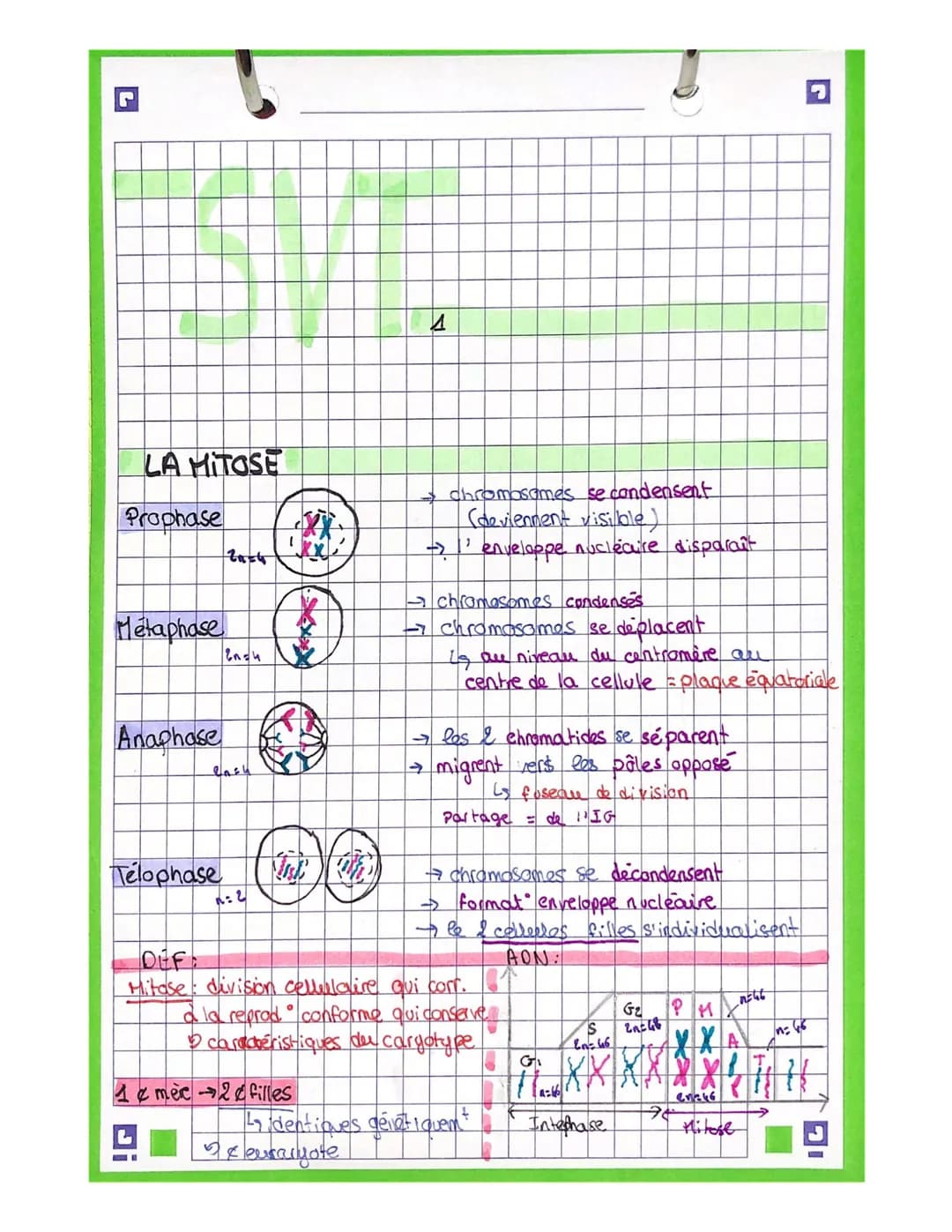 LA MITOSE
Prophase
Metaphase
Anaphase
Lash
Telophase
Endu
ما عمله
2=2
fok.
Xx₂
xxxxxxx
4 merc2filles
Minki (win
И
chromosomes se condensent
