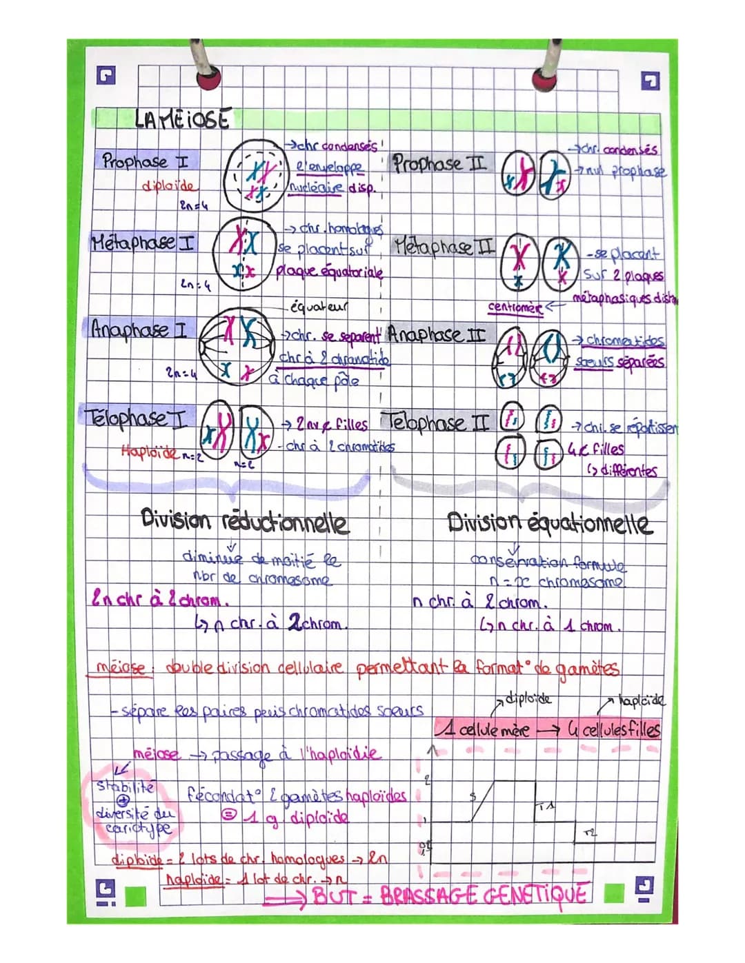 LA MITOSE
Prophase
Metaphase
Anaphase
Lash
Telophase
Endu
ما عمله
2=2
fok.
Xx₂
xxxxxxx
4 merc2filles
Minki (win
И
chromosomes se condensent
