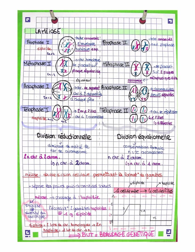 LA MITOSE
Prophase
Metaphase
Anaphase
Lash
Telophase
Endu
ما عمله
2=2
fok.
Xx₂
xxxxxxx
4 merc2filles
Minki (win
И
chromosomes se condensent
