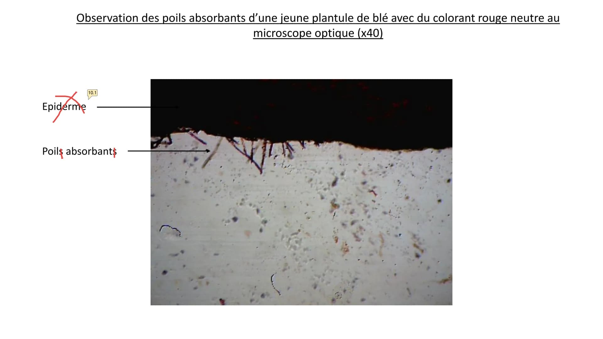 Observations au microscope
optique Observation d'un épiderme
inférieur d'une feuille de
pélargonium au microscope
optique à différentes éche