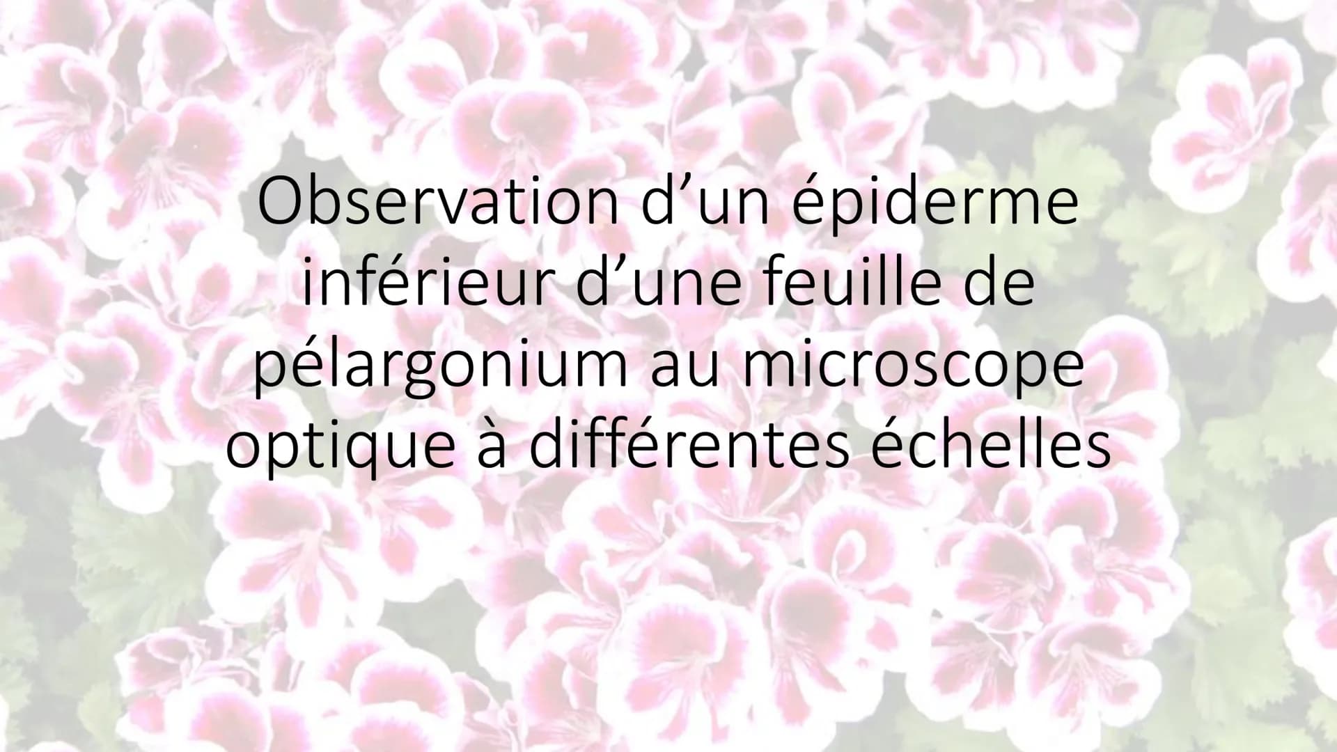 Observations au microscope
optique Observation d'un épiderme
inférieur d'une feuille de
pélargonium au microscope
optique à différentes éche