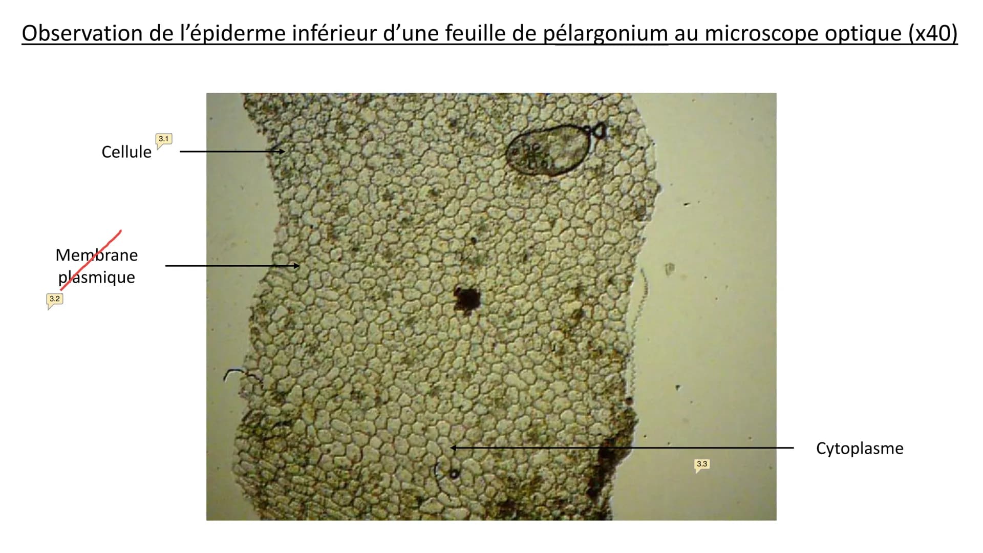 Observations au microscope
optique Observation d'un épiderme
inférieur d'une feuille de
pélargonium au microscope
optique à différentes éche