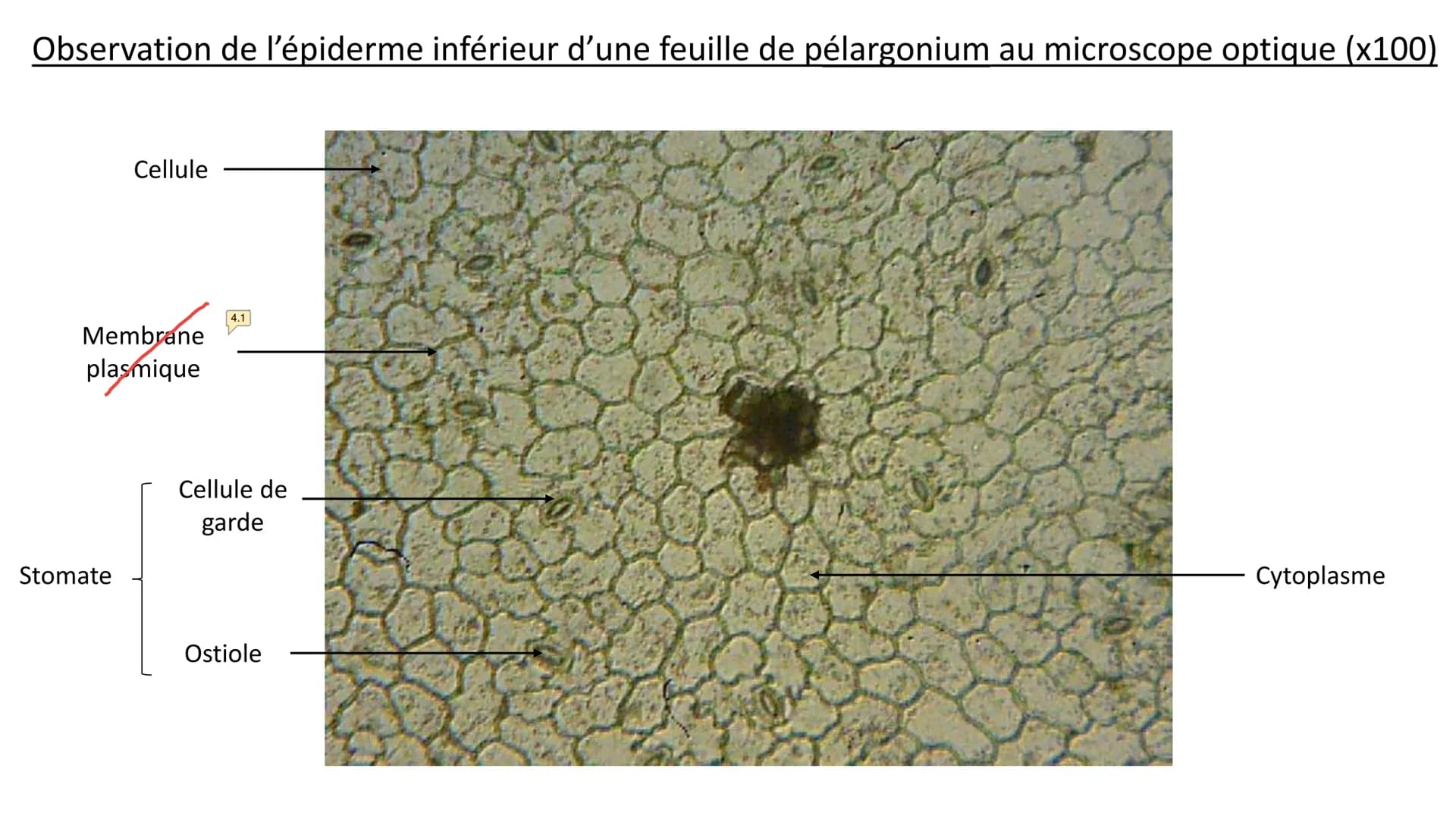 Observations au microscope
optique Observation d'un épiderme
inférieur d'une feuille de
pélargonium au microscope
optique à différentes éche