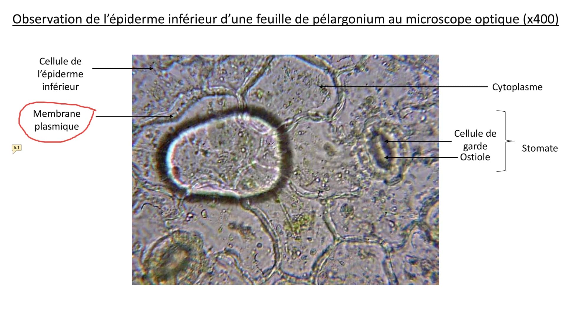 Observations au microscope
optique Observation d'un épiderme
inférieur d'une feuille de
pélargonium au microscope
optique à différentes éche