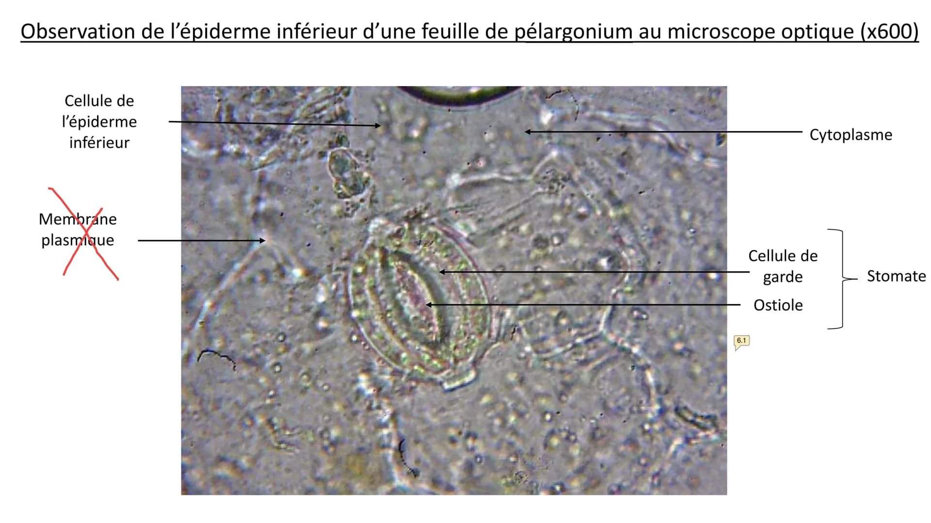 Observations au microscope
optique Observation d'un épiderme
inférieur d'une feuille de
pélargonium au microscope
optique à différentes éche