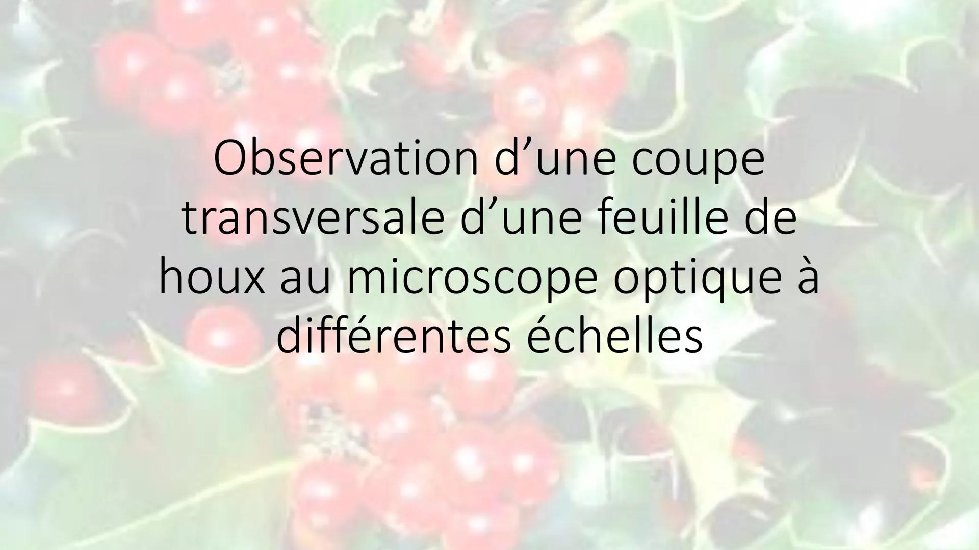 Observations au microscope
optique Observation d'un épiderme
inférieur d'une feuille de
pélargonium au microscope
optique à différentes éche